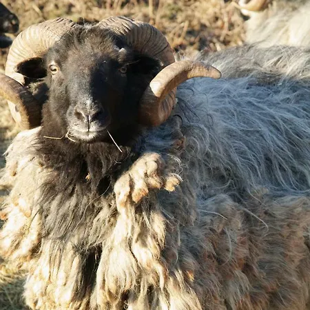 Heidschnuckenhof Σπίτι διακοπών