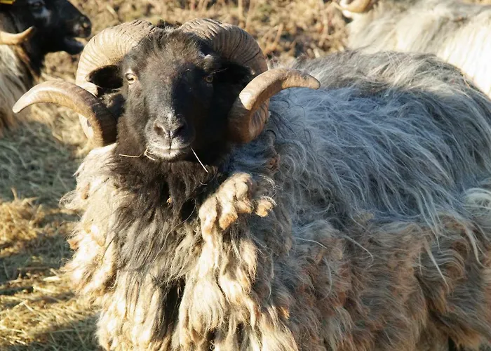 Heidschnuckenhof Σπίτι διακοπών